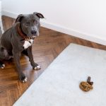 Image of dog soiling in house
