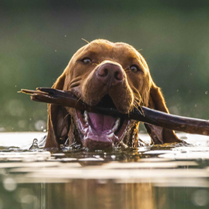 Dog fetching stick