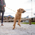 dog pulling on lead