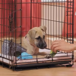 Image of puppy being crate trained