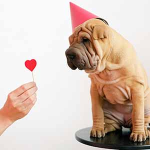 Presenting a heart to a dog