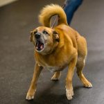 Image of reactive dog